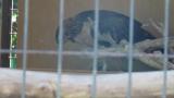 Crested Honey Buzzard in Himeji City Zoo, digging sand
