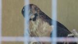 Crested Honey Buzzard in Himeji City Zoo, digging sand