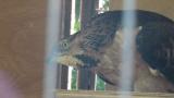 Crested Honey Buzzard in Himeji City Zoo, searching something?