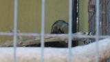 Crested Honey Buzzard in Himeji City Zoo, searching and digging