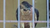 Crested Honey Buzzard in Himeji City Zoo, searching and digging