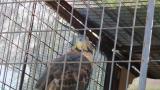 Crested Honey Buzzard in Himeji City Zoo, yawning