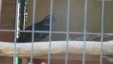 Crested Honey Buzzard in Himeji City Zoo, digging again