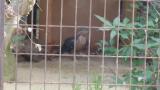 Crested Honey Buzzard in Himeji City Zoo, walking and playing with a twig