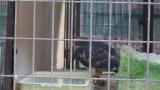 Crested Honey Buzzard in Himeji City Zoo, water drinking and bathing