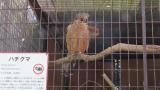 Crested Honey Buzzard in Himeji City Zoo, drying after bathing
