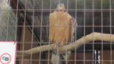 Crested Honey Buzzard in Himeji City Zoo, drying and preening after bathing