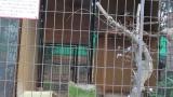 Crested Honey Buzzard in Himeji City Zoo, feeding time