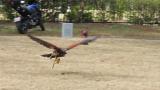 Flight show of Harris's hawk, flying low
