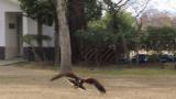 Flight show of Harris's hawk