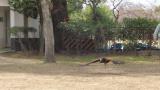 Flight show of Harris's hawk