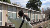 Flight training of Harris's hawk