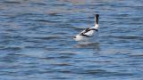 Pied Avocet, head movement and took flight