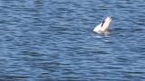Pied Avocet, foraging