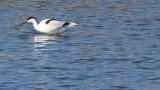 Pied Avocet, foraging