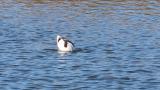 Pied Avocet, foraging