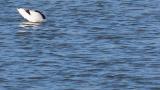 Pied Avocet, foraging