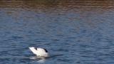 Pied Avocet, foraging