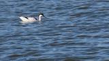 Pied Avocet, foraging