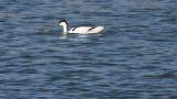 Pied Avocet, foraging