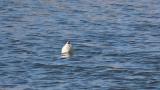 Pied Avocet, foraging