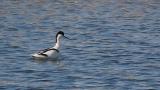 Pied Avocet, foraging