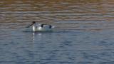 Pied Avocet, foraging