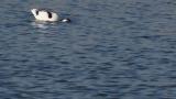 Pied Avocet, foraging