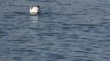Pied Avocet, foraging