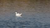 Pied Avocet, foraging
