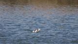 Pied Avocet, foraging