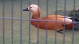 Swimming Male Ruddy Shelduck
