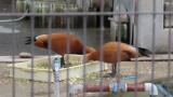 Ruddy Shelducks eating
