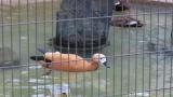 Ruddy Shelducks, swimming and foraging posture