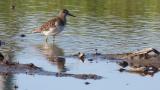 Wood Sandpiper, foraging