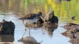 Wood Sandpiper