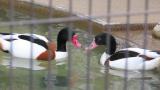 Swimming Common Shelducks