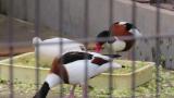 Common Shelducks eating