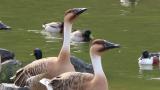 Swan Geese, feeding, call