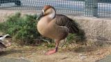 Swan Goose, throat movement