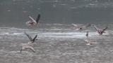 Taiga Bean Geese in flight