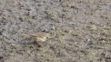Foraging Buff-bellied Pipit