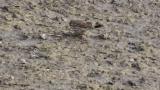 Foraging Buff-bellied Pipit