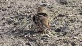 Buff-bellied Pipit, preening and foraging