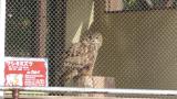 Eurasian Eagle-owl, short flight