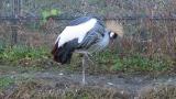 Grey Crowned Crane