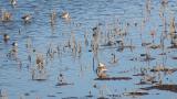 Foraging Dunlins