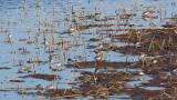 Foraging Dunlins
