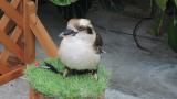 Laughing Kookaburra