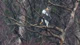 Steller's Sea Eagle, preening and defecation